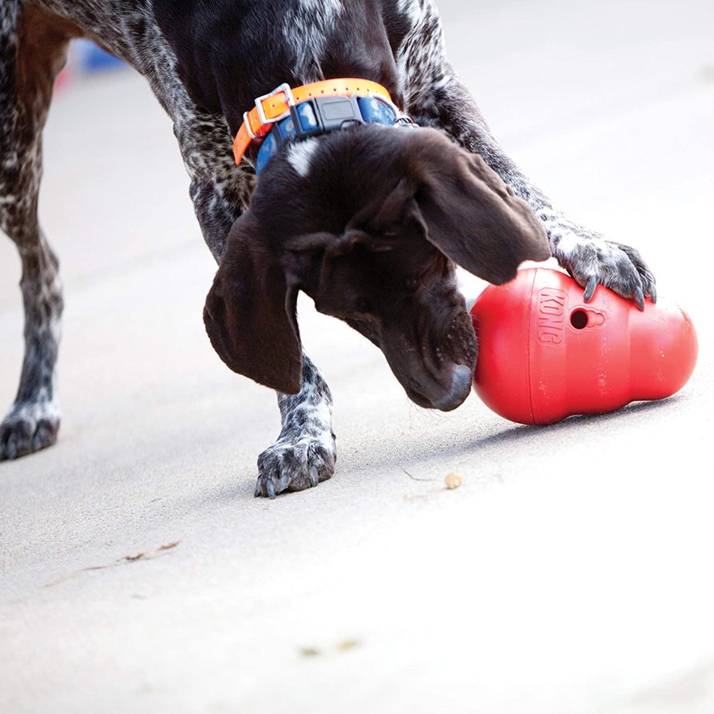 Pointer pushing a kong wobbler around with their paws