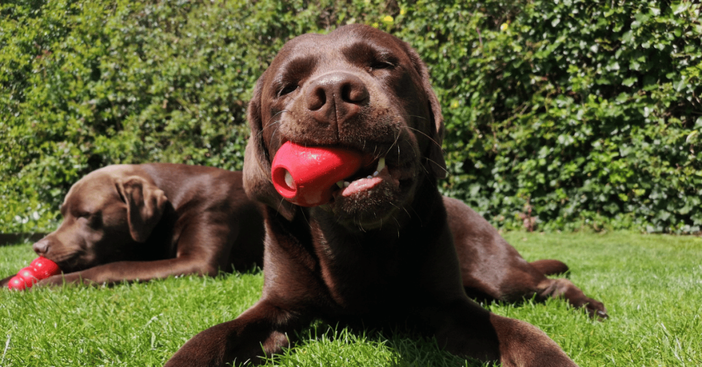 chocolate labradors in the sunshine lying on the grass eating a kong