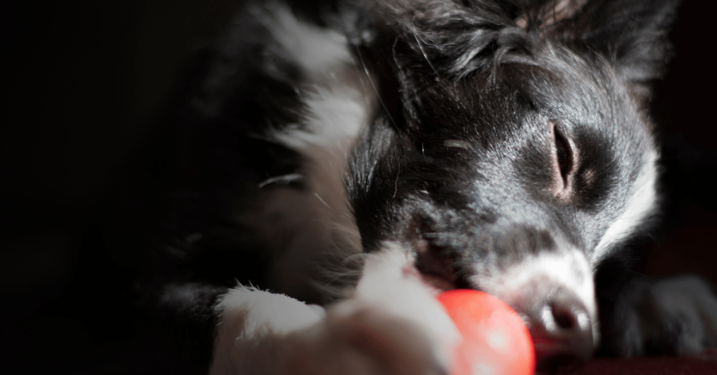 Black and White Border Collie close up eating a red Kong