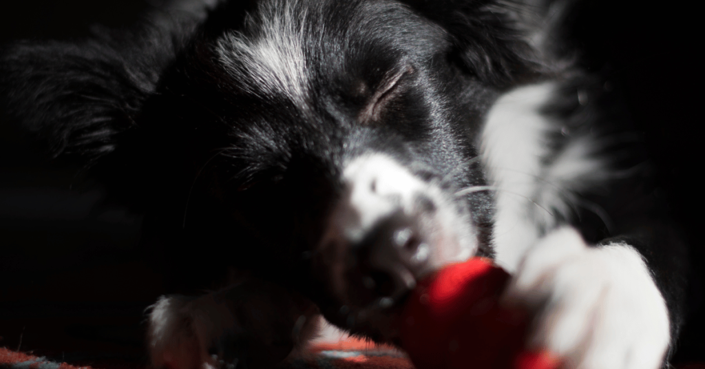 Black and white Border Collie puppy holding a stuffed kong and emptying it
