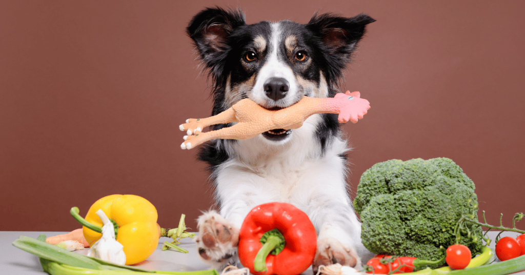 Border Collie dog holding a rubber chicken in their mouth set behind a selection of fruits and vegetables