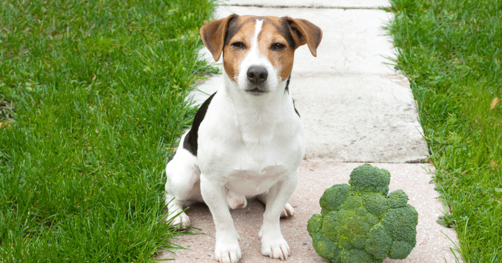 Jack Russell Terrier dog sat on a paved path with grass on one side and some broccoli on the floor