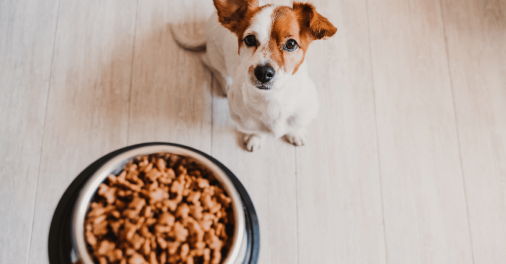 jack russell looking up at a bowl of dog food kibble