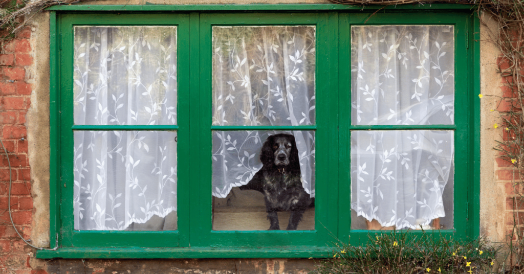Gundog looking out from underneath the curtain of a grren framed window