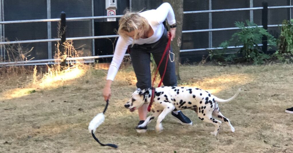 Tug of war play with a dalmatian