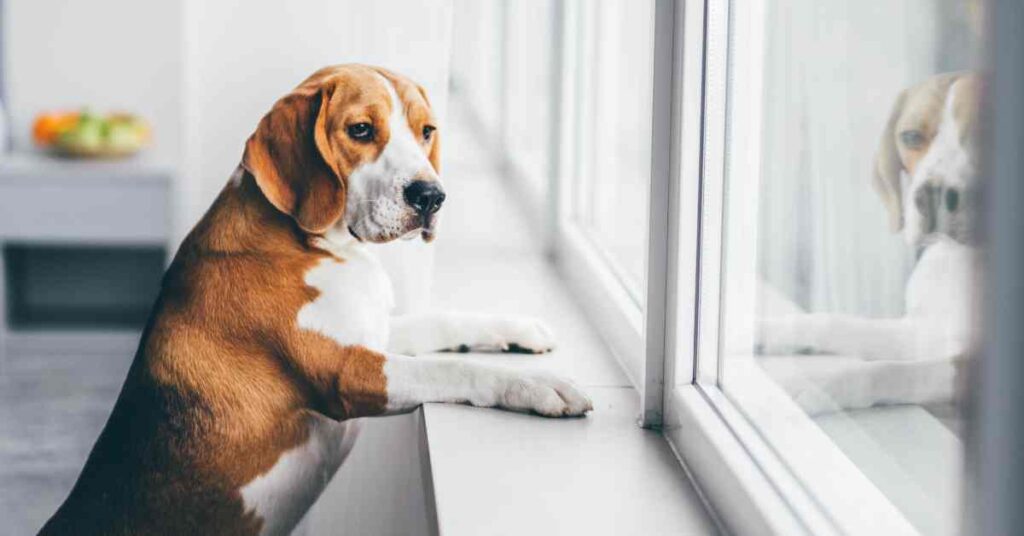 Beagle standing on back legs with front paws on window ledge looking out  of a wind for article on desensitization in dog separation anxiety training