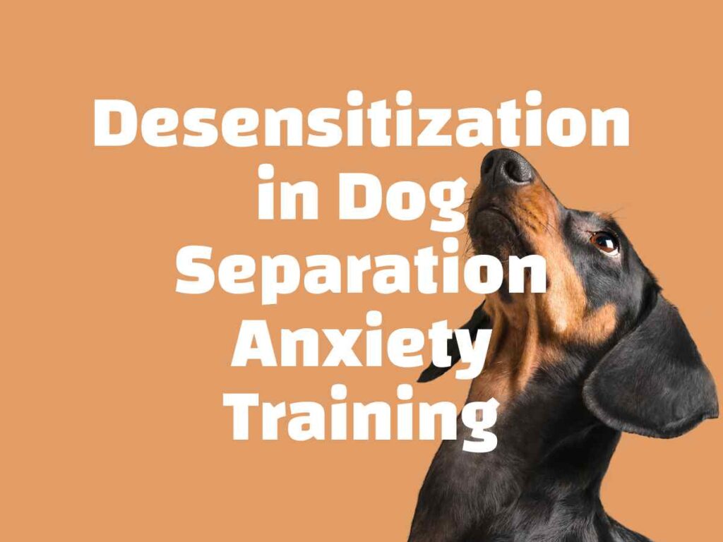Desensitization in Dog Separation Anxiety Training white text over an orange background and a picture of a black and tan Dachshund