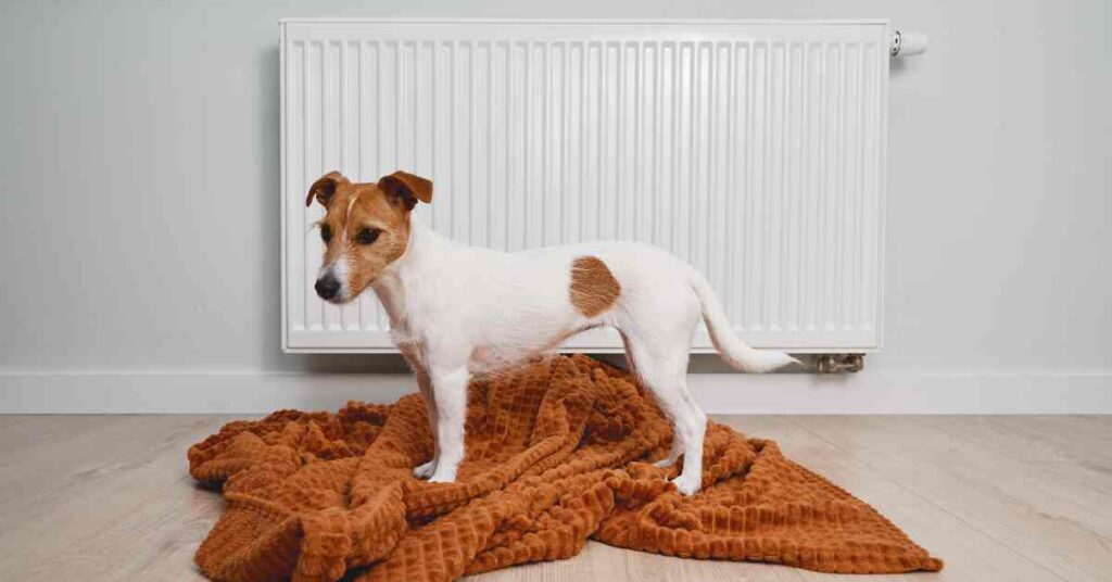 white and tan jack russell standing on a rust coloured bed for an article on desensitization in separation anxiety dog training.