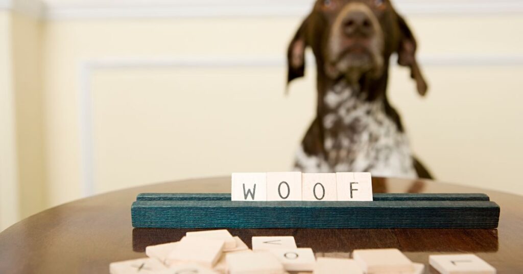 Pointer playing scrablle, tiles read 'WOOF'