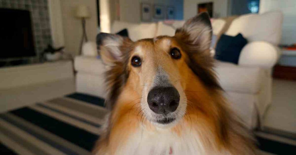 rough collie sitting in a lounge for article on dog separation anxiety 