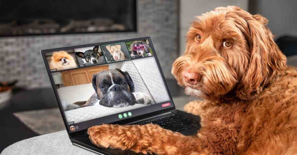 Cockapoo having conferance call with other dogs on laptop