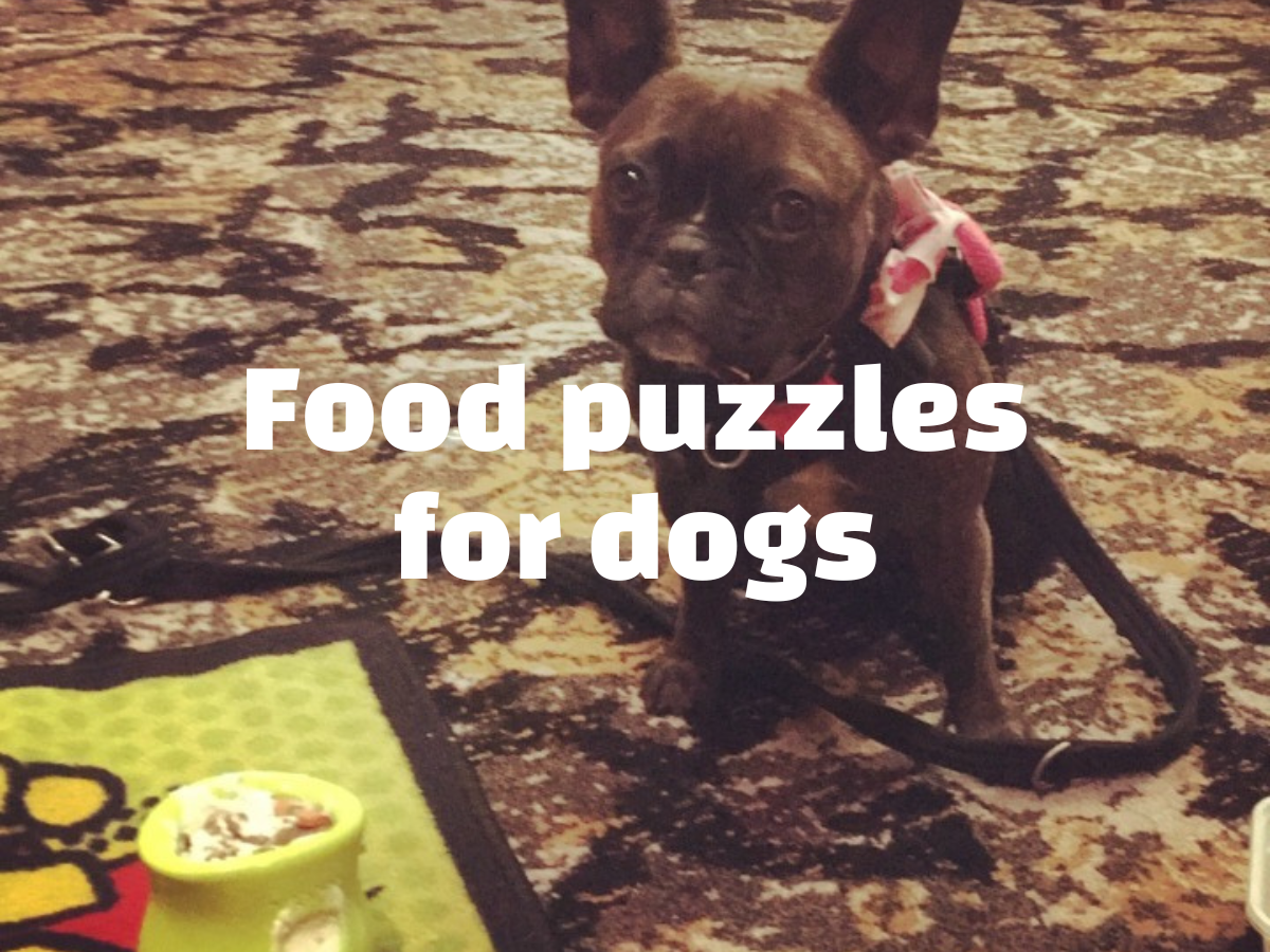 Food Puzzles for Dogs: A Guide for Pet Owners Ask The Pet Coach