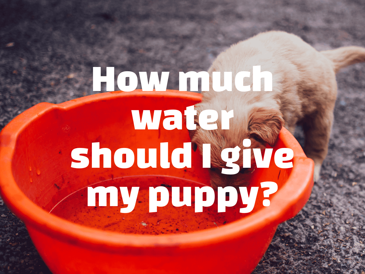 How Much Water Should I Give My Puppy The Pet Coach Ultimate Guide