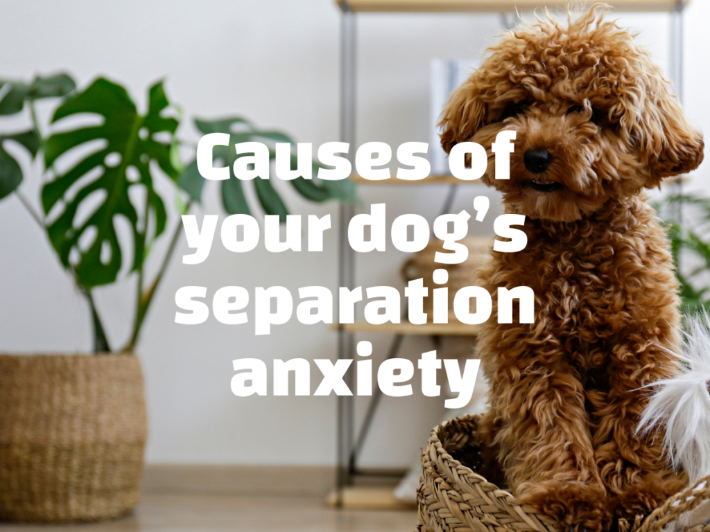 Doodle sat on chair with white text which reads causes of your dog's separation anxiety