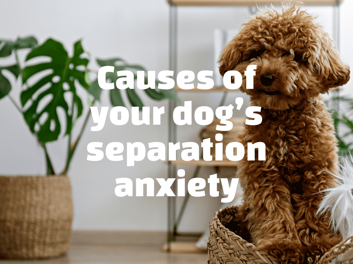 Did I cause my dog's separation anxiety? Asl The Pet Coach