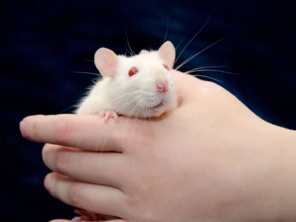 Panksepp core affect - white rat with red eyes sitting in a hand