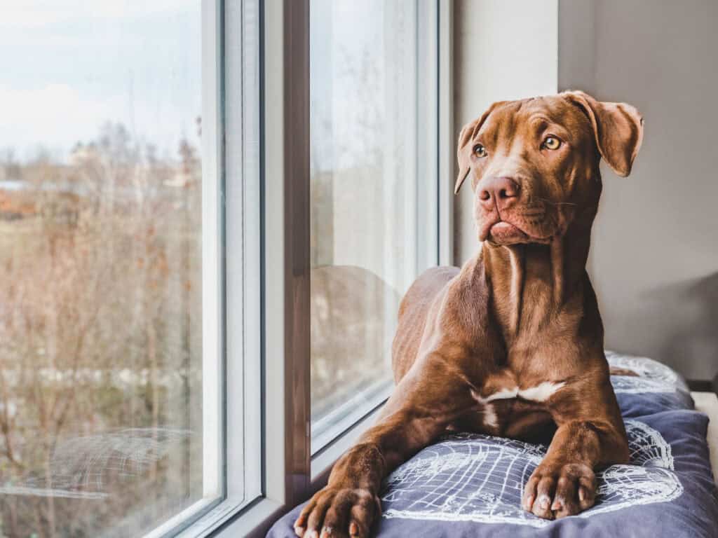 causes of dog separation anxiety