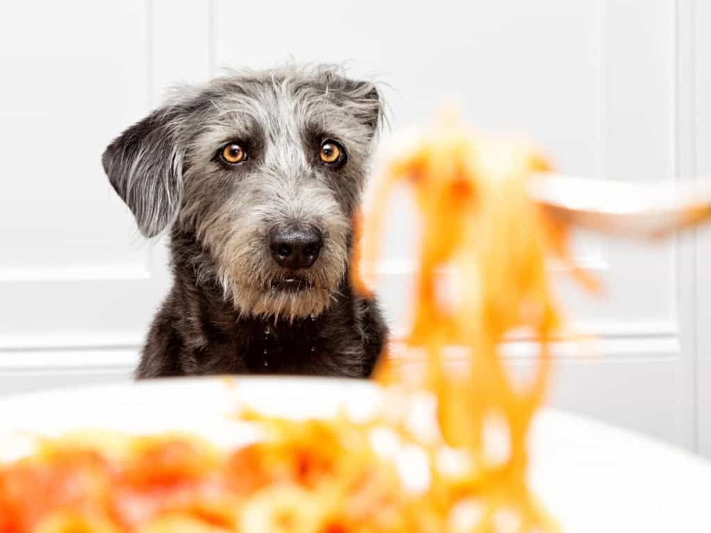 dog nutrition header image - gray scruffy dog looking at spaghetti