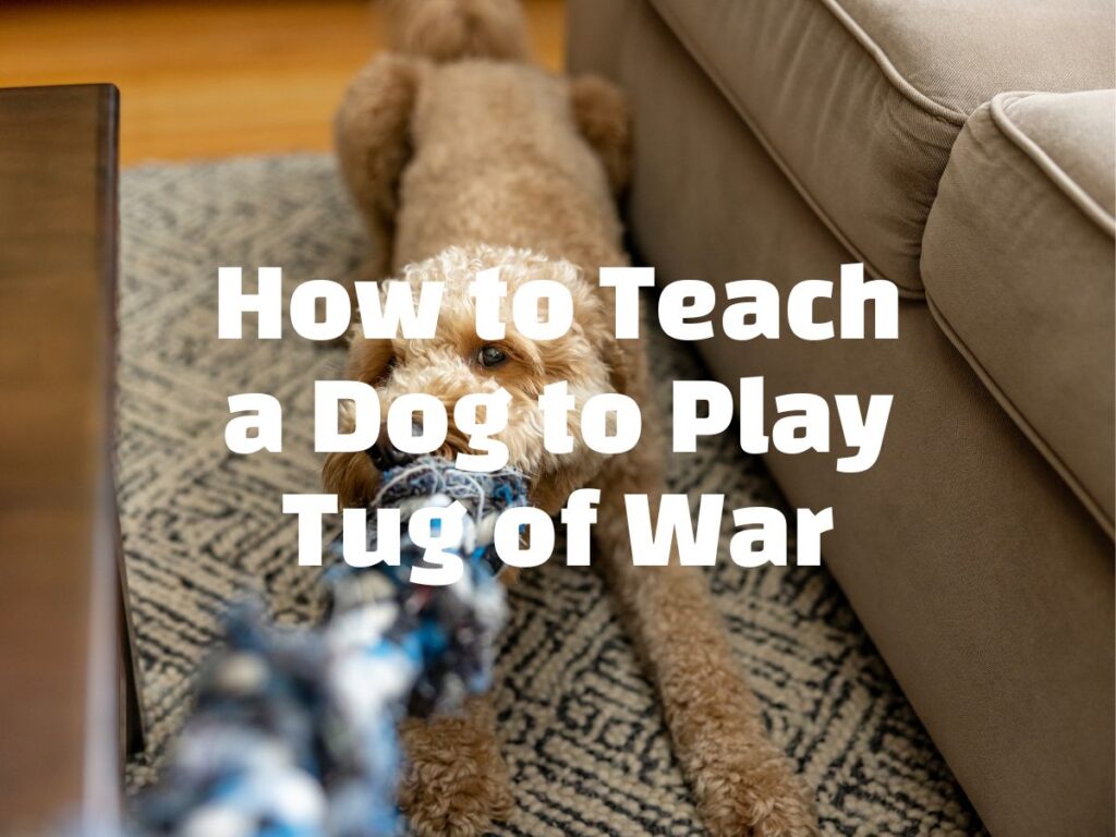 How to teach a dog to play tug of war white text over the top of an image of a labradoodle with a rope tug toy