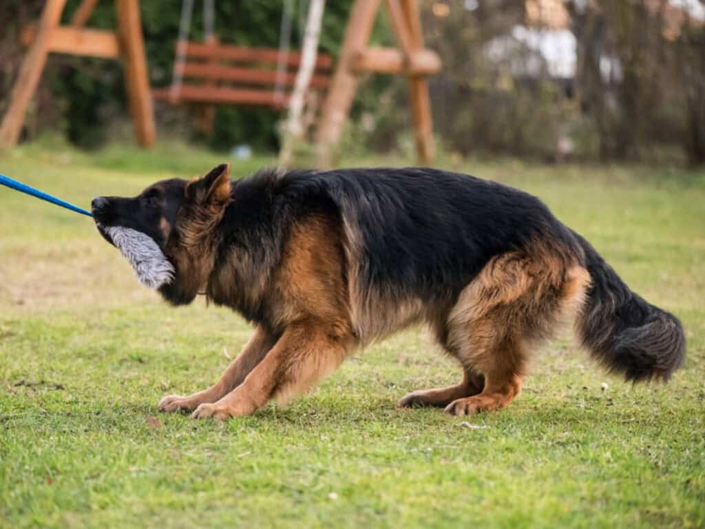 Tug of war header article picture of a German Shepherd playing with a tug toy on the grass