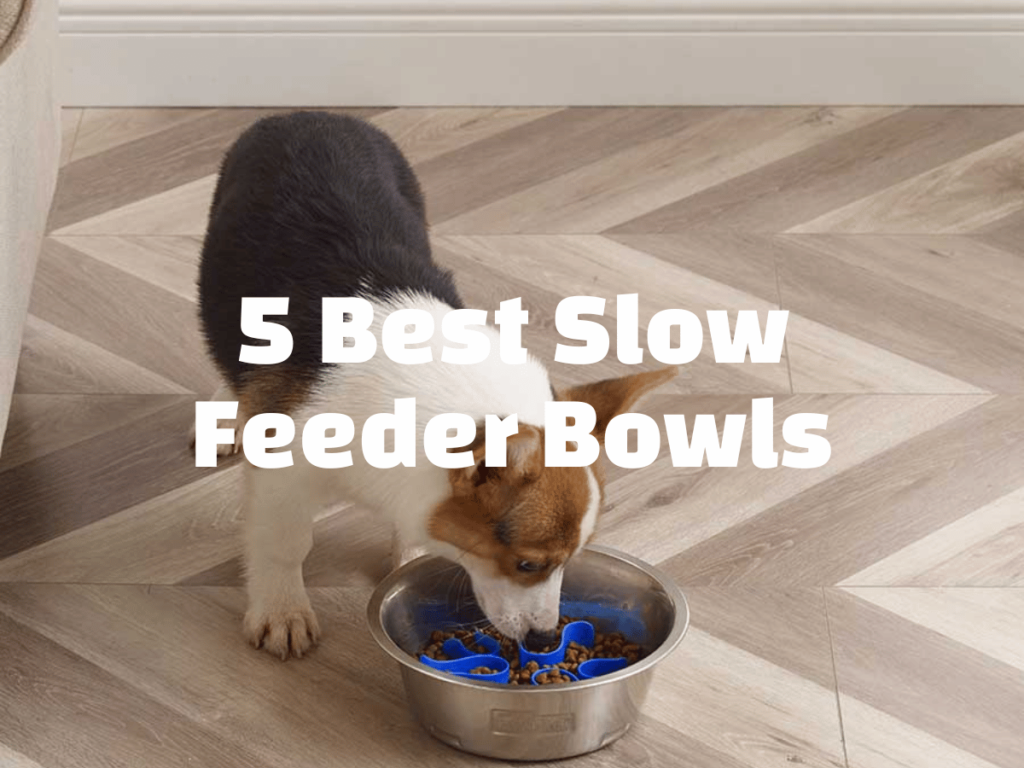 5 best slow feeder dog bowls text over a dog eating out of a slow feeder bowl
