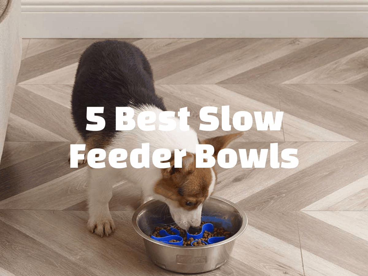 5 Best Dog Slow Feeder Bowls of 2024 Promote Healthy Eating Habits