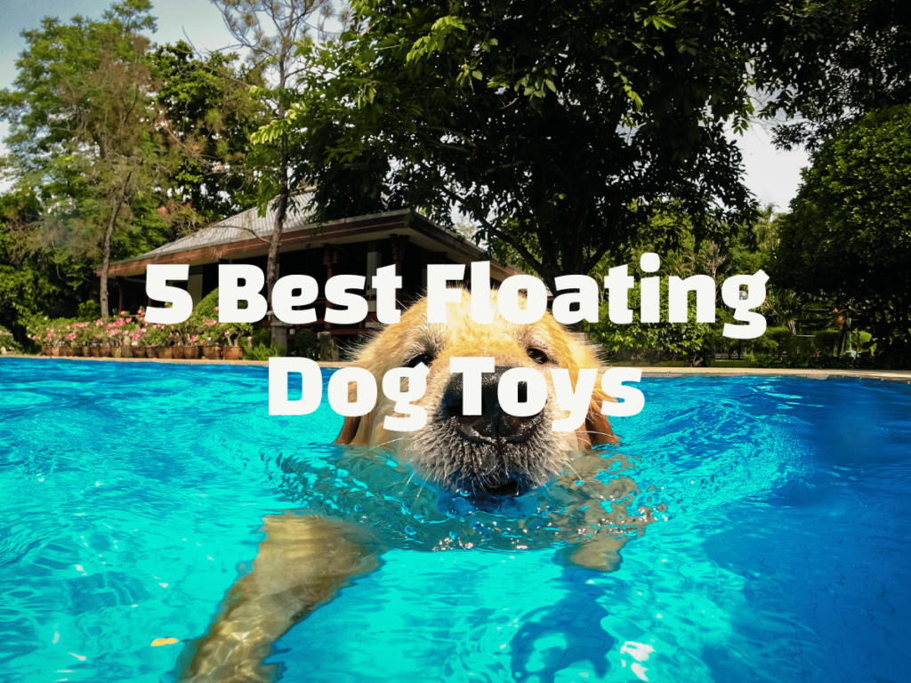Best Floating Dog Toys white text over a dog swimming in a pool