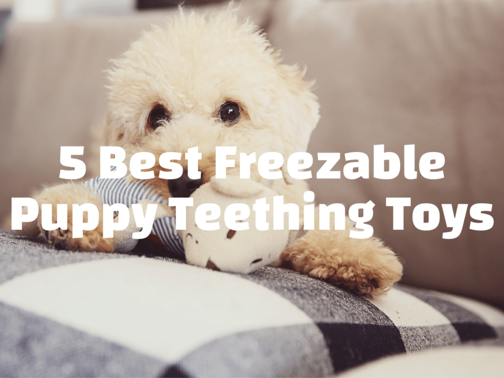 Best Freezable Puppy Teething Toys white text over an image of a Bichon Frise on a dogs with a toy