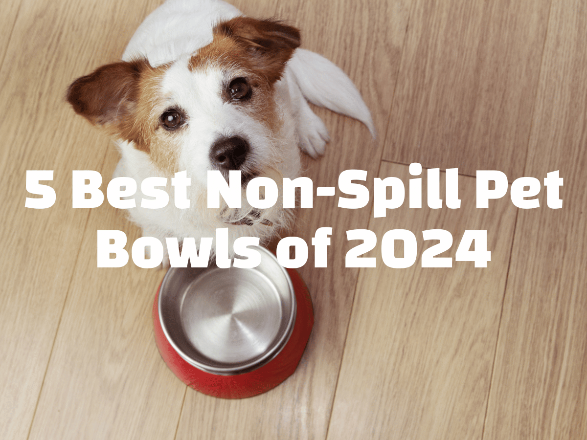 5 Best Non-Spill Pet Bowls of 2024: Say Goodbye to Messy Meal Times ...