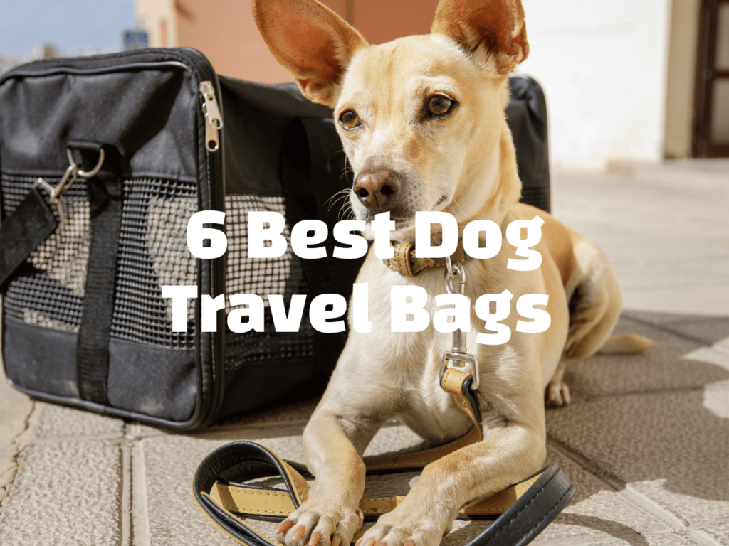 Best dog travel bag featured image, picture of a chihuahua in front of a dog travel crate