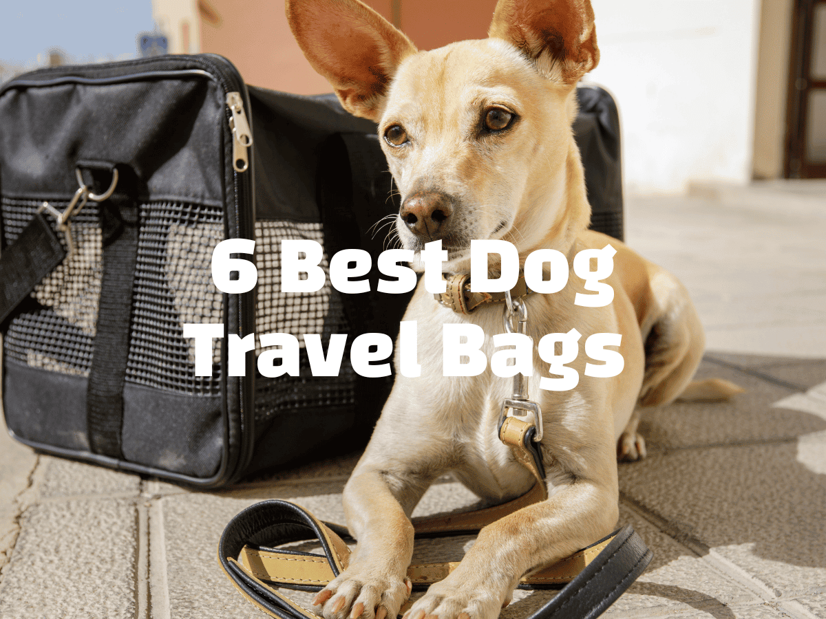 6 Best Dog Travel Bags and Storage Solutions for Adventurous Pooches