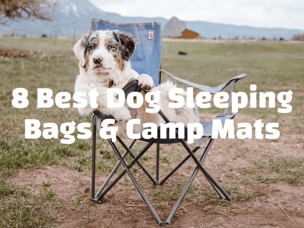 Best Dog Sleeping Bags and Camping Mats article - white text over a pho of a Border Collie sitting in a camping chair