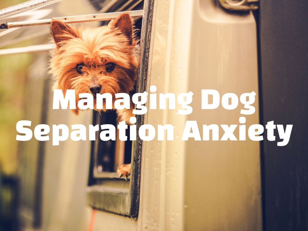 Managing Dog Separation Anxiety white text over an image of a Yorkie poking their head out of a caravan or van window