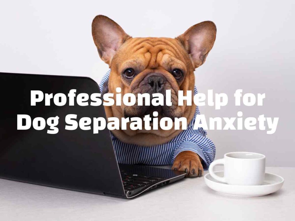 Professional Help For Dog Separation Anxiety
