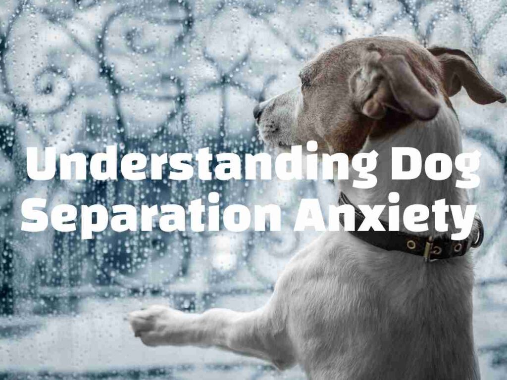 understanding dog separation anxiety white text over dog in background looking out of the window