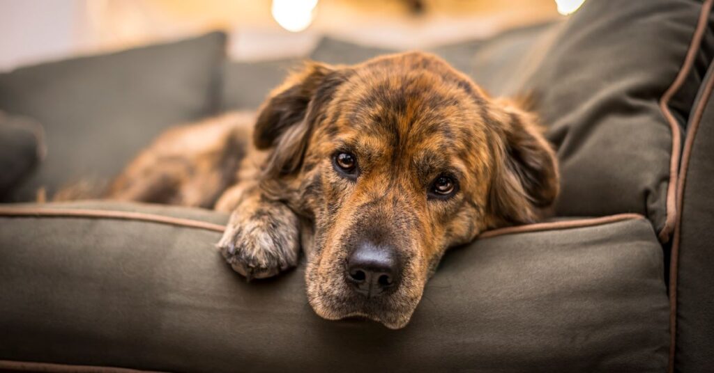 Understanding dog separation anxiety  image of dog on couch