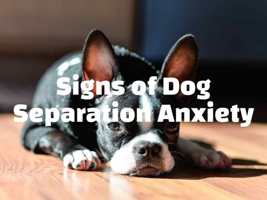 Signs And Symptoms Of Dog Separation Anxiety