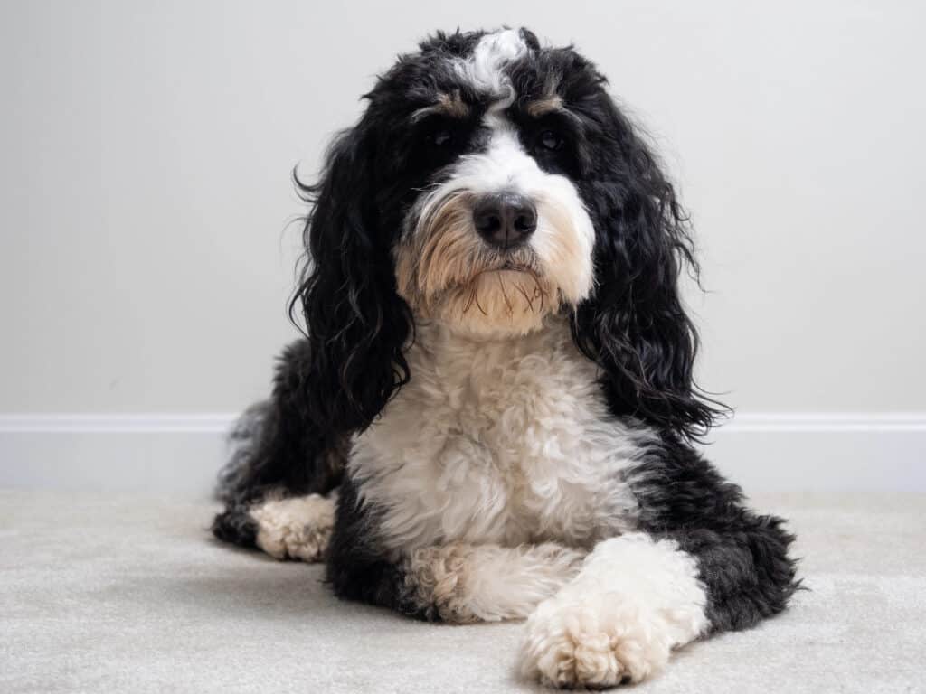 Desensitization article Pied Bernadoodle looking at camera