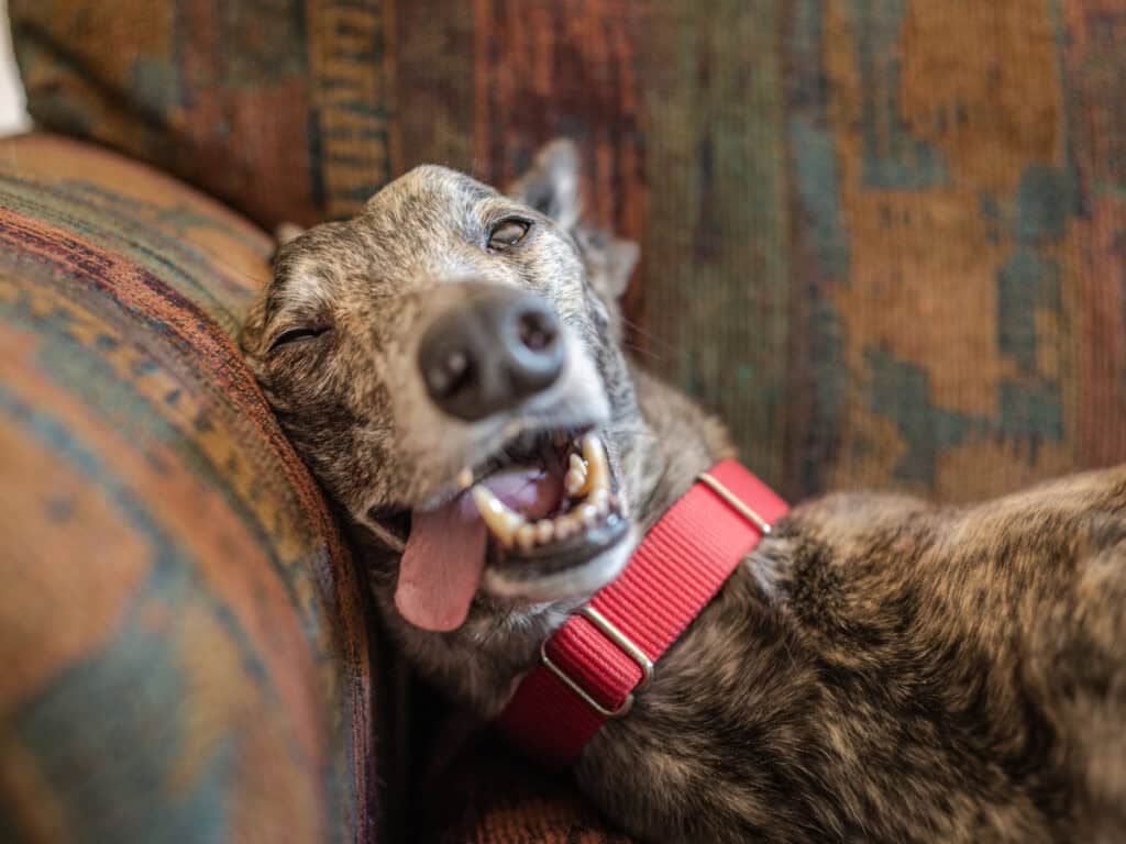 Desensitization n separation anxiety article Sighthound relaxed on arm of couch 