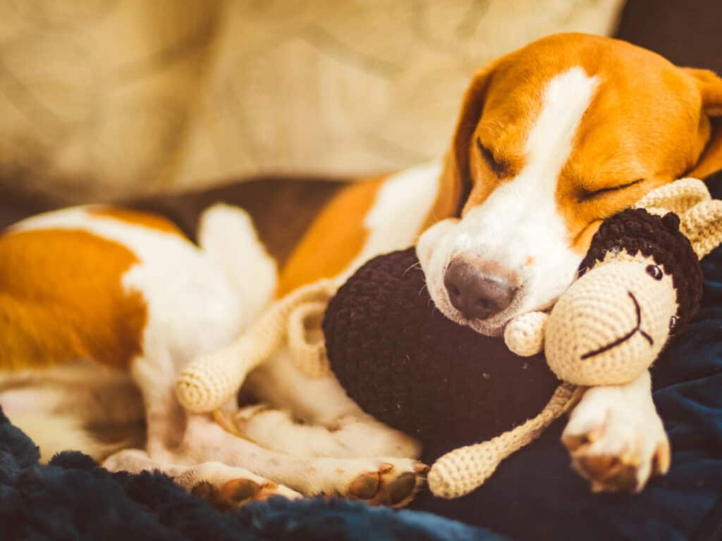 Relaxed Beagle nooking for Desensitization in separation anxiety training article