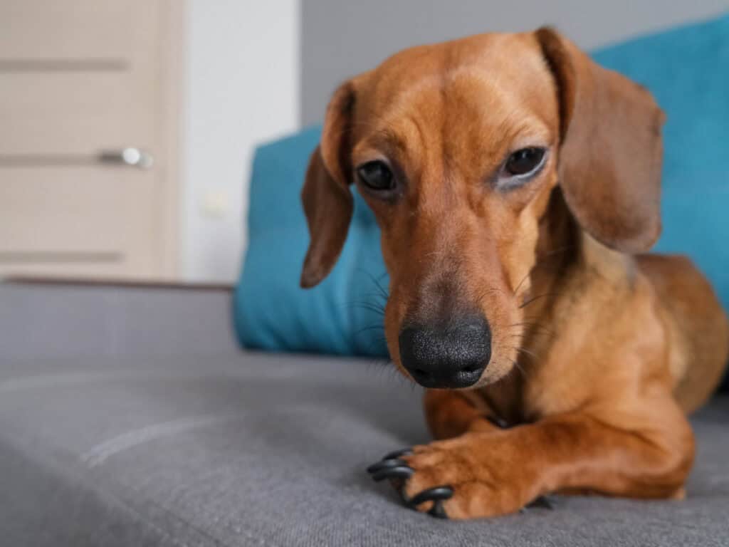 Smoothie Dachshund lying on couch