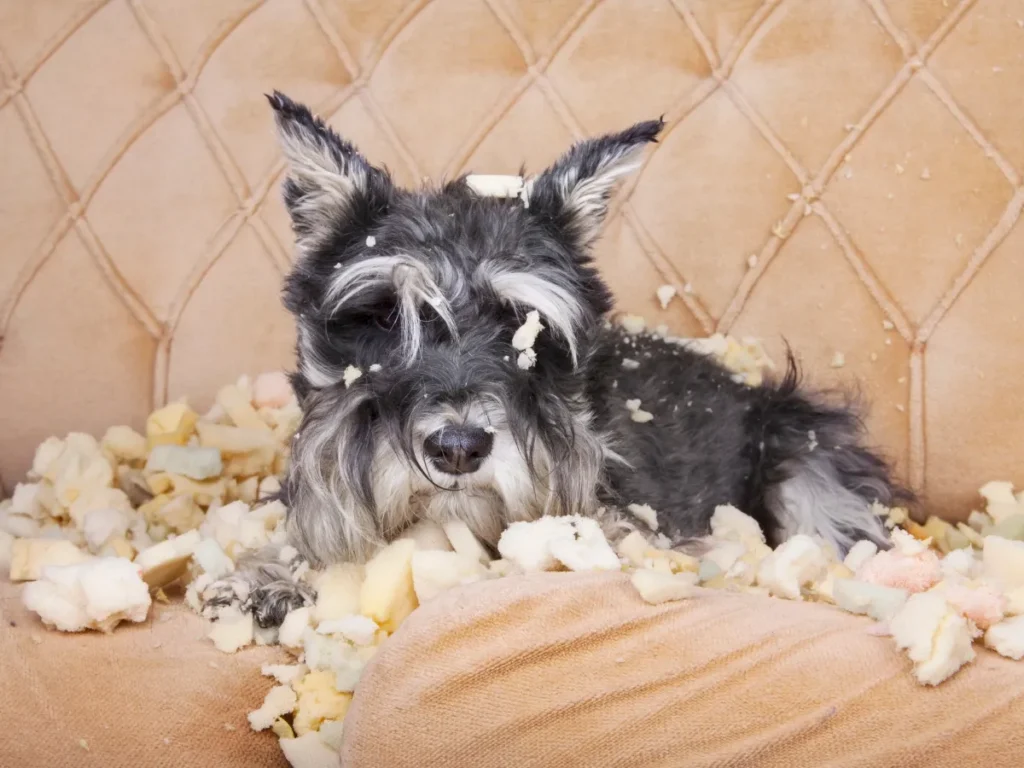 Managing Dog Separation Anxiety header schnauzer torn up sofa