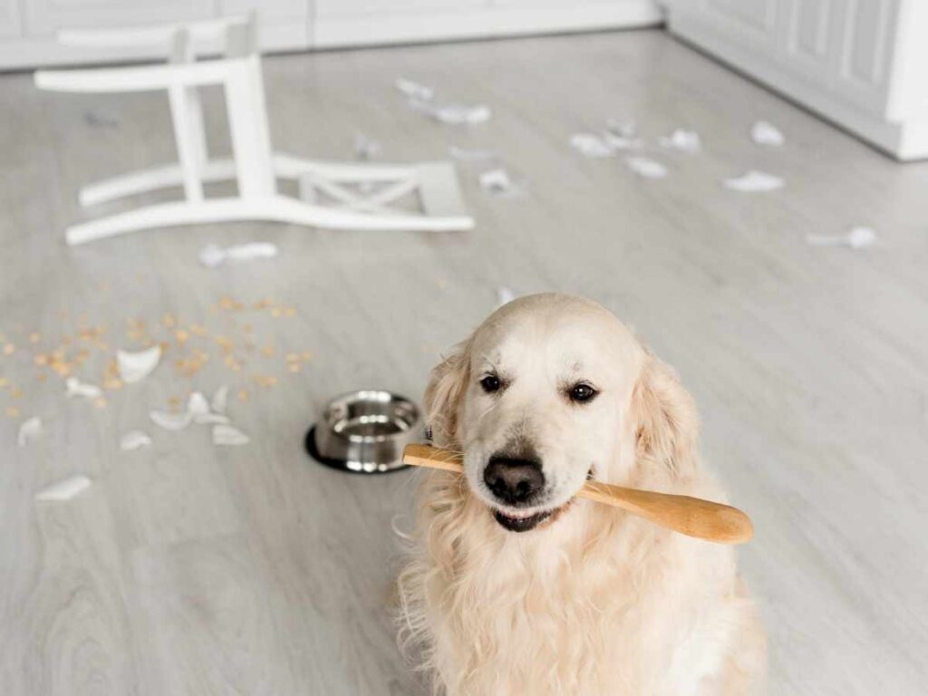 Understanding Dog Separation Anxiety Golden Retriever holding a woodern spoon - in the background there is debris and they look like they have been trashing the place