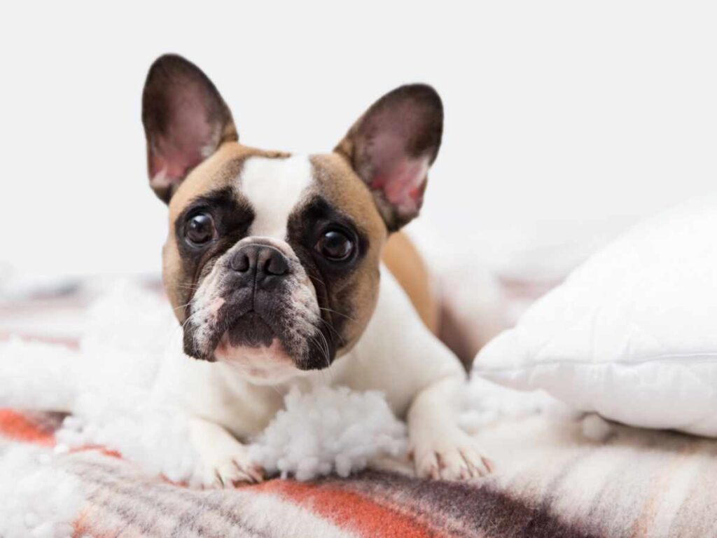 Fawn and white pied French Bulldog Understanding Dog Separation Anxiety