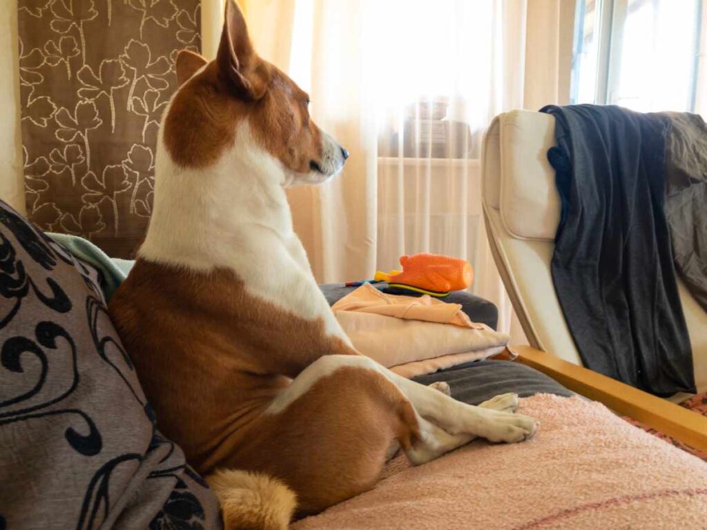 Understanding Dog Separation Anxiety Baseni sitting on a couch