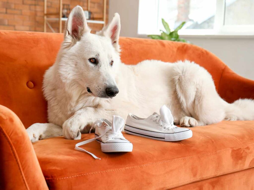 Understanding Dog Separation Anxiety White German Shepherd on a Terracotta couch with a pair of sneakers