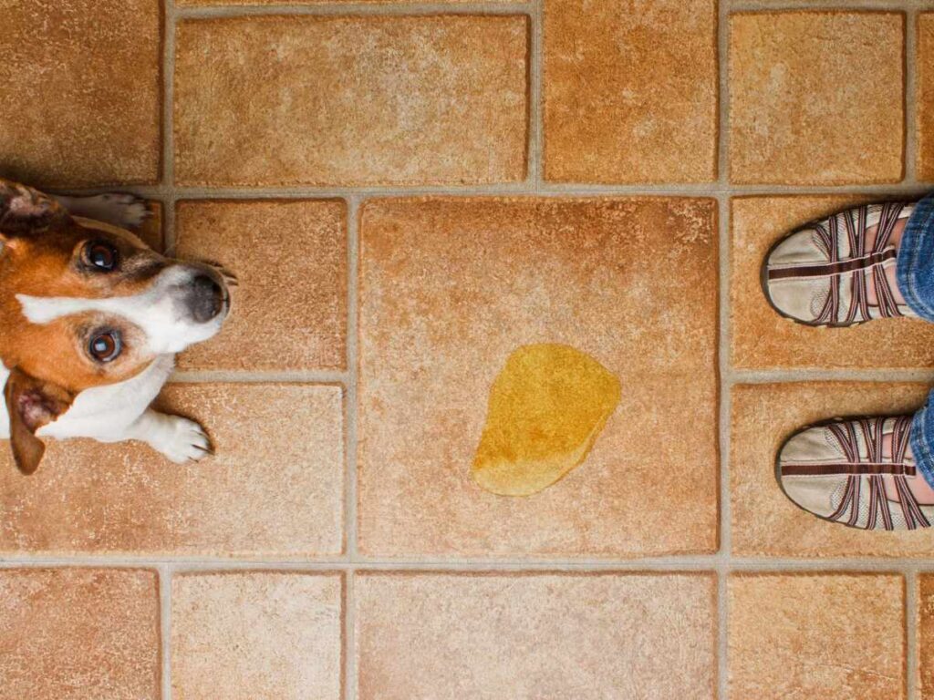 Understanding Dog Separation Anxiety Jack Russell looking up at human - there is a yellow puddle of pee on the floor!