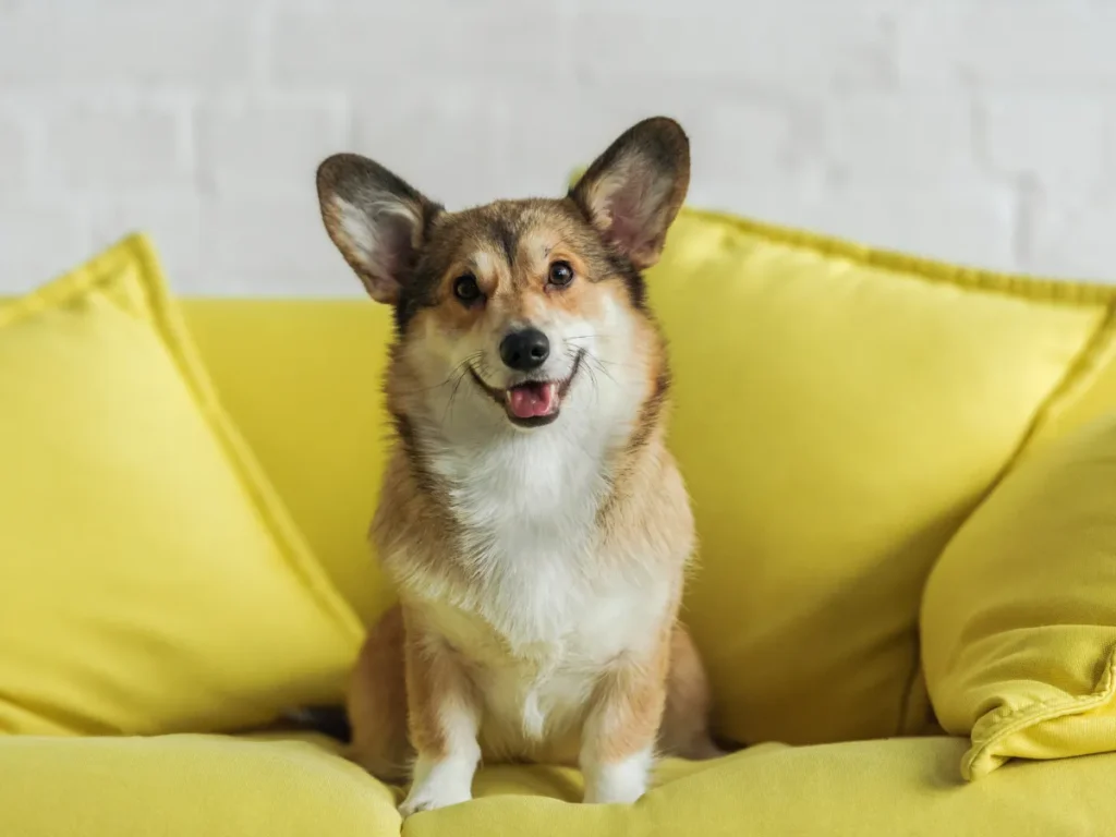 Managing Dog Separation Anxiety
 Corgi on a yellow couch