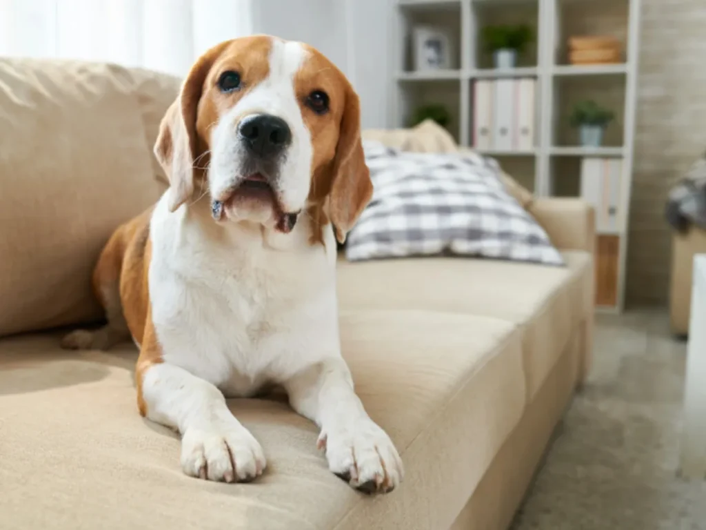 Managing Dog Separation Anxiety
Beagle on couch