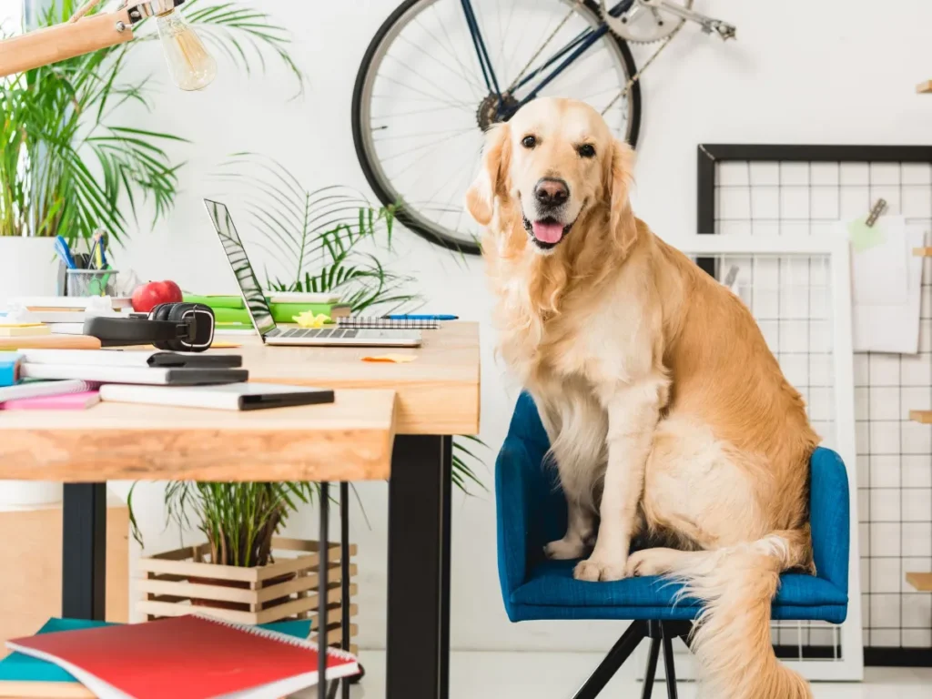 Managing Dog Separation Anxiety
Golden Retriever sitting on desk chair